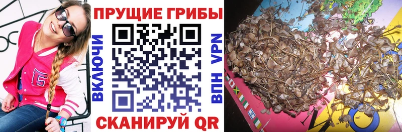 Галлюциногенные грибы Psilocybine cubensis Лысьва